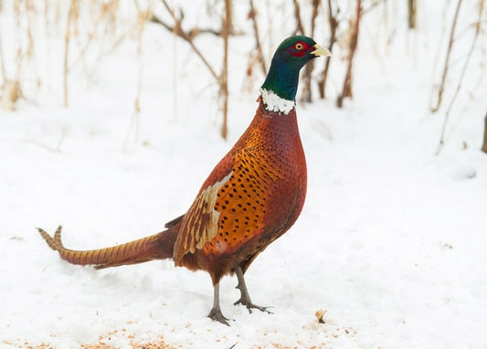 Male pheasant walking through snow among dry winter reeds