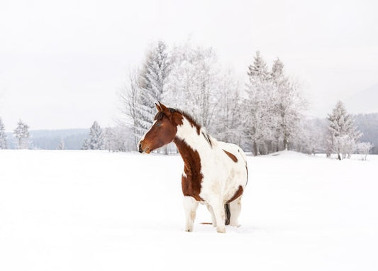 Brown-and-white piebald horse standing alone in a snow-covered field