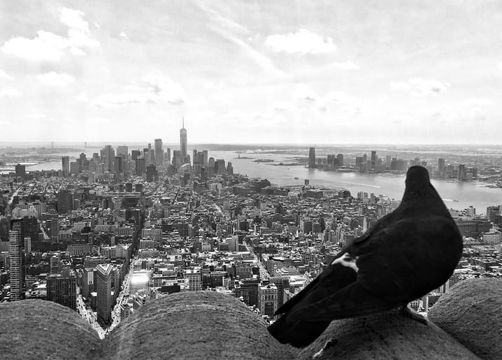 A pigeon perched on a stone ledge overlooking the Manhattan skyline, black-and-white postcard view of New York.