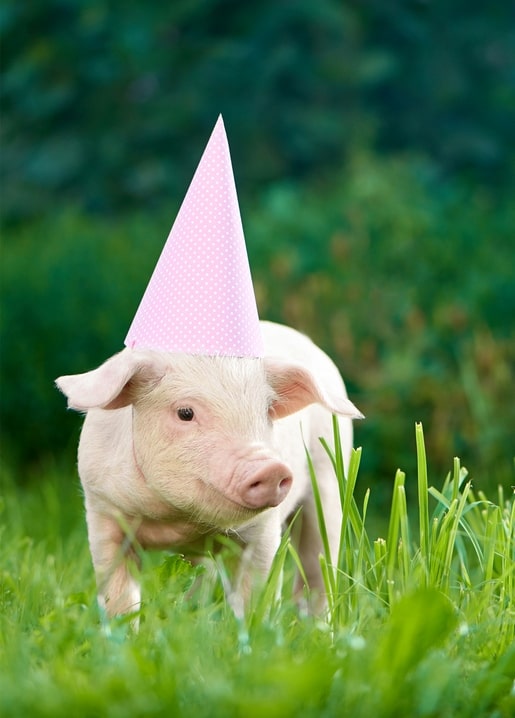 Piglet wearing a pink polka-dot party hat standing in green grass