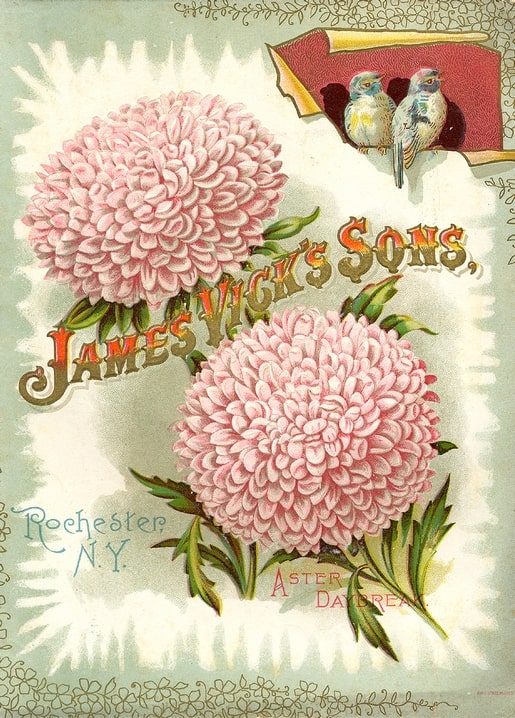 James Vick's Sons seed catalog cover with two pink pompon asters and two small birds.