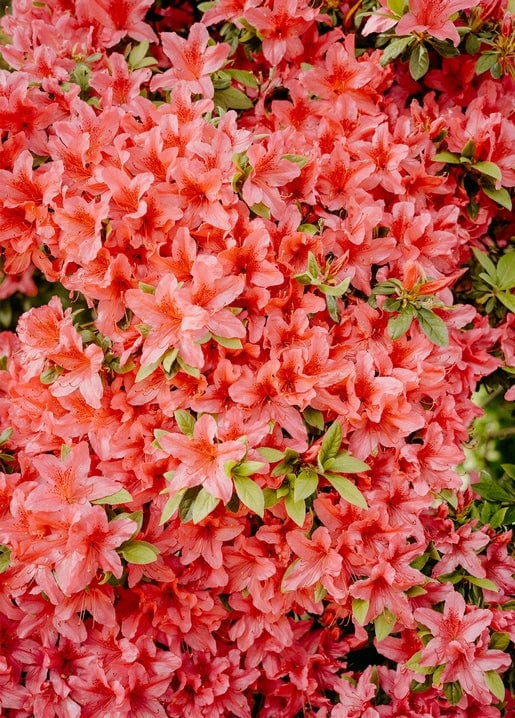 Close-up of dense coral-pink azalea blossoms with green leaves