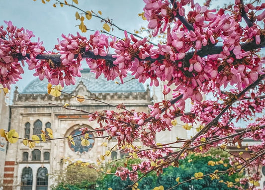 Pink blossom branches framing a Gothic building's rose window and spires against blue sky