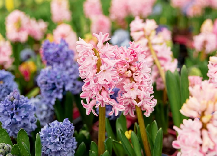 Close-up of pink and blue hyacinths in full bloom