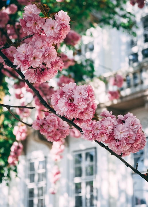 Branch of pink cherry blossoms in bloom against a sunlit building facade