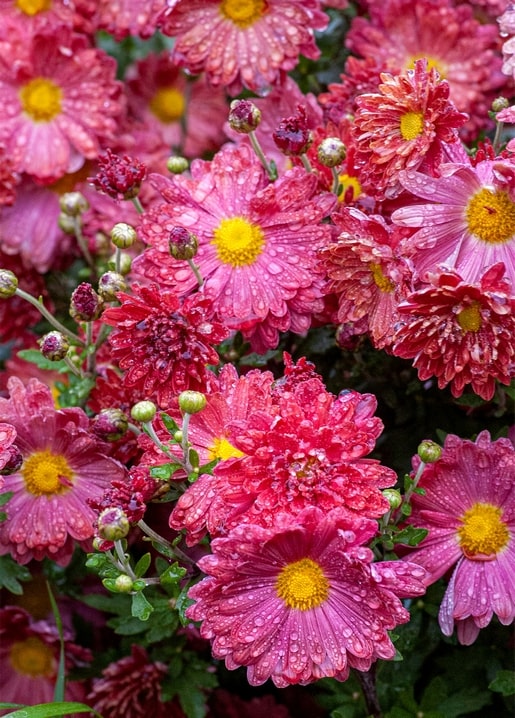 Close-up of pink and red chrysanthemums covered in dew drops