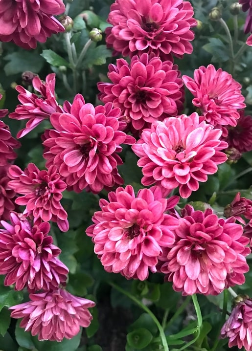 Close-up of dense deep pink chrysanthemum blooms with dark centers and green leaves