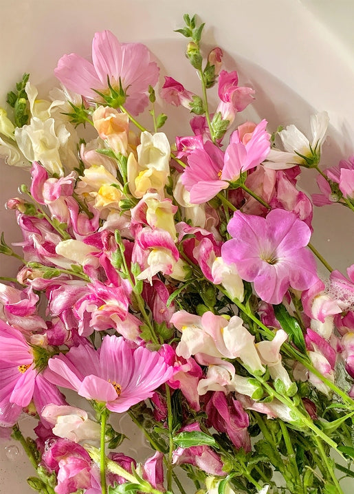 Bouquet of pink cosmos and bicolor snapdragons soaking in a basin of water