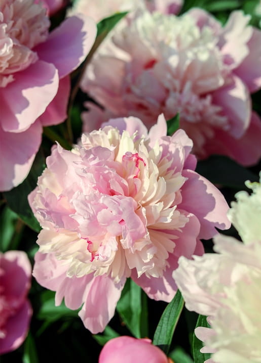 Rosa-cremefarbene Pfingstrosenblüten in Nahaufnahme, voll aufgeblüht im weichen Licht