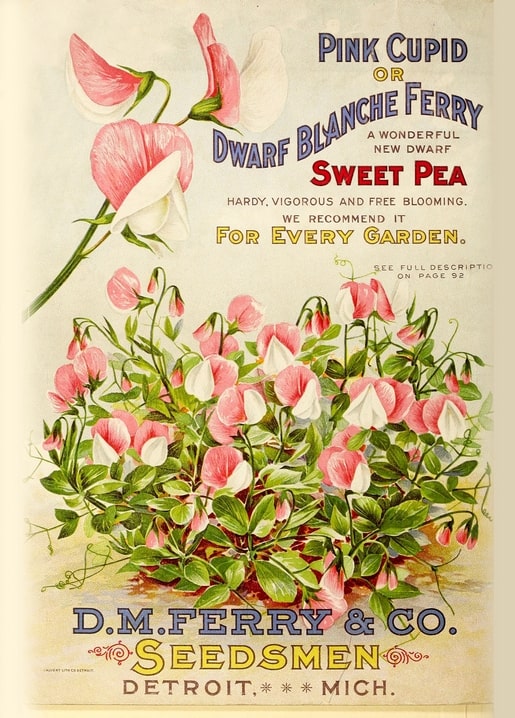 Vintage Ferry & Co. seed catalog cover with dwarf pink and white bicolor sweet peas