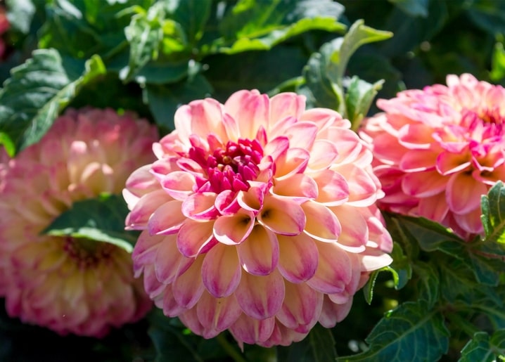 Nahaufnahme einer zartrosa Dahlienblüte in voller Blüte mit Gartengrün