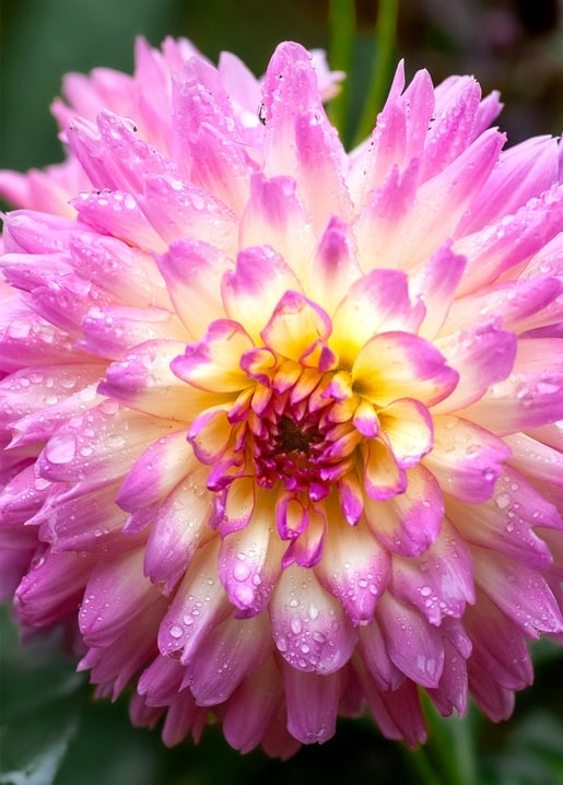 Close-up of a pink and white dahlia flower covered in morning dew drops