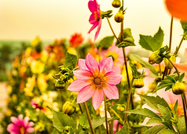 Pink dahlia in full bloom against a blurred golden-lit summer flower field with yellow and coral blossoms