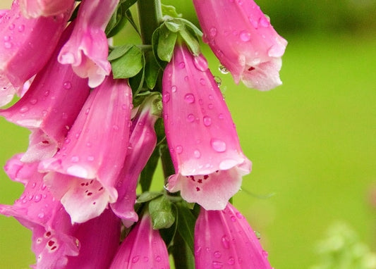 Close-up of pink foxglove bell flowers covered in raindrops with dark red spotted throats