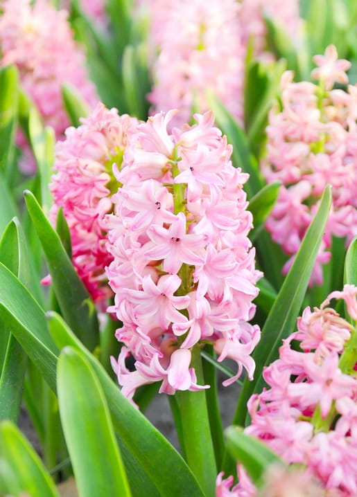 Close-up of pink hyacinth flowers in full bloom in a spring field