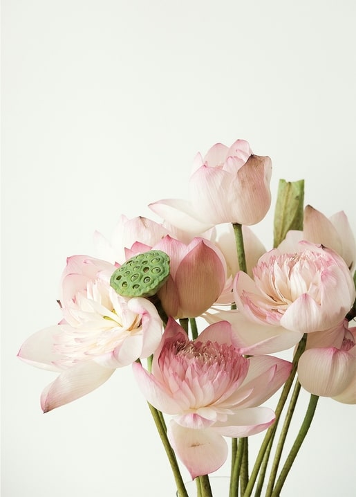 Pale pink lotus flowers and a green seed pod against a plain white background