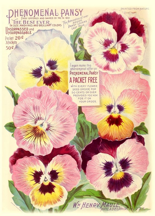 Vintage seed catalog cover with pink and white pansies and deep violet centers