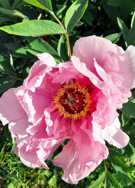 Close-up of a pink peony with golden stamens and deep red center, garden foliage behind