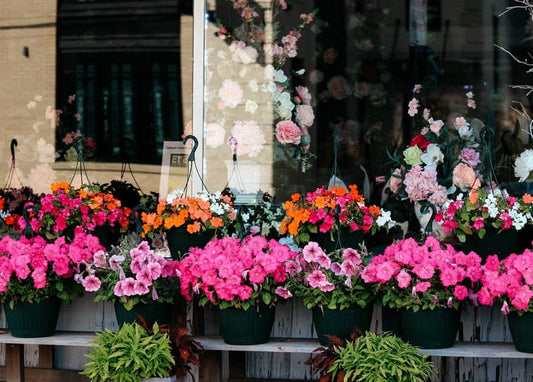 Hanging baskets of pink, orange and white petunias in a flower shop window