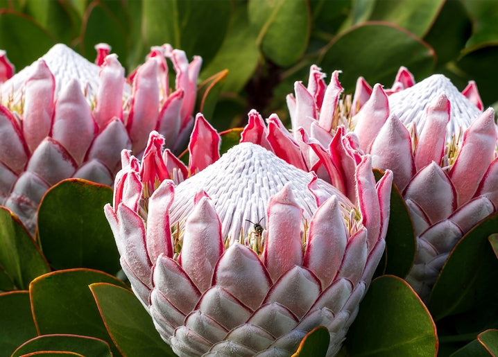 Cluster of pink and white king protea flowers with a small bee near the center