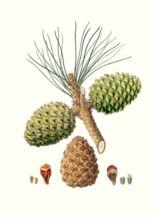 Ботанічна ілюстрація Pinus pinea — італійської сосни з шишками, голками й насінням