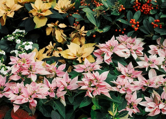 Pink and cream poinsettias among dark green leaves with clusters of red holly berries and small white flowers