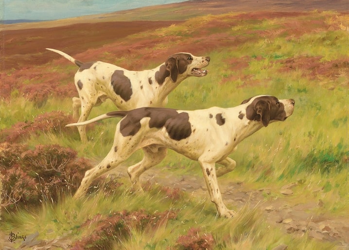 Painting of two Pointers running through blooming heather moorland, by Thomas Blinks