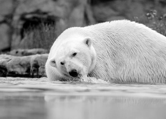Close-up of a polar bear wading through water with wet dripping fur