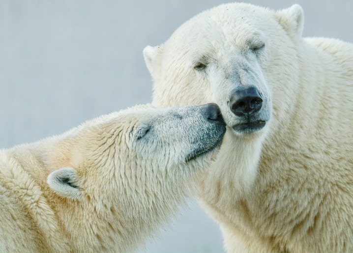 Two polar bears touching noses affectionately in close-up wildlife photograph