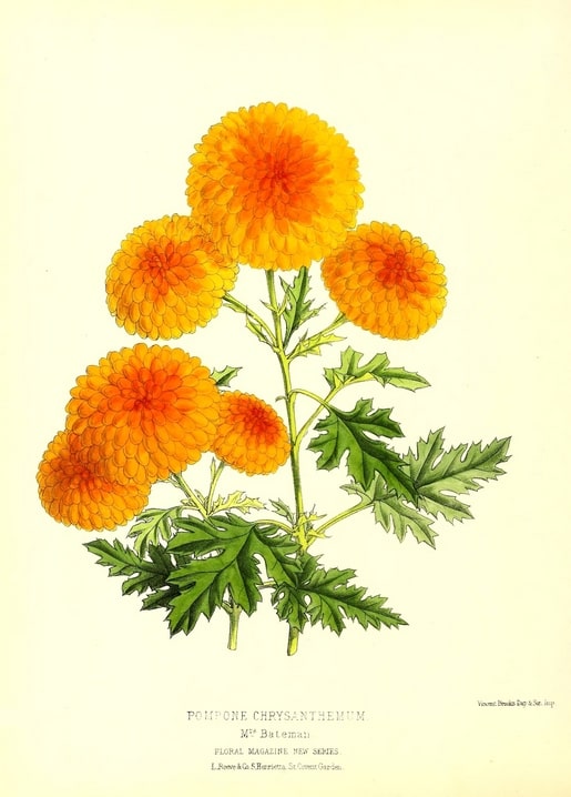 Vintage botanical illustration of orange pompon chrysanthemum blooms, variety ‘Mrs Bateman’