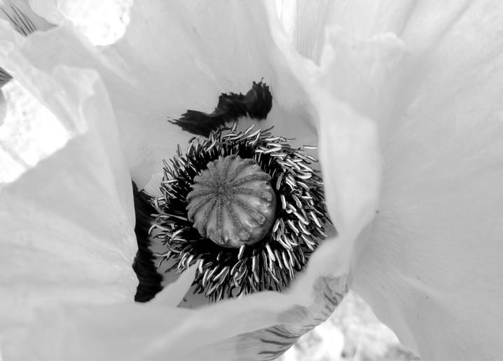 Black-and-white macro photo of a poppy flower's seed pod and stamens