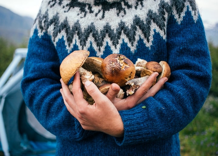 Zwei Hände halten frisch gesammelte Steinpilze vor einem blauen isländischen Pullover