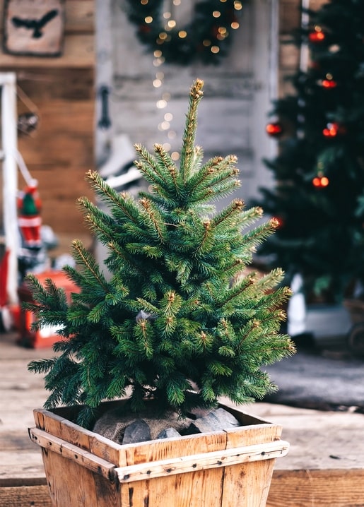 Small potted fir tree in a wooden crate on a porch with a lit wreath behind it