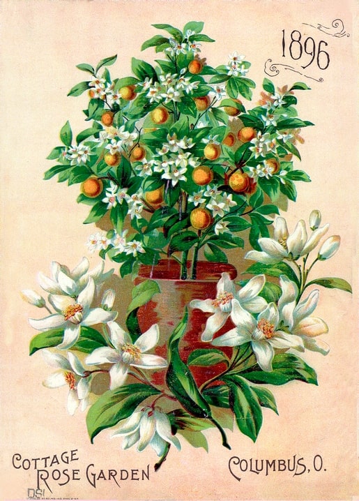 Vintage 1896 nursery catalog cover with a potted orange tree in blossom