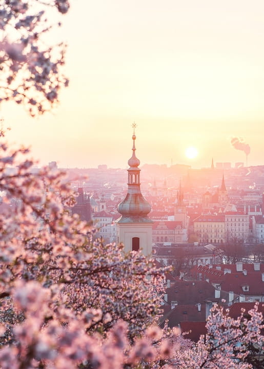 Blooming cherry branch framing a golden sunset over Prague's rooftops and a church spire