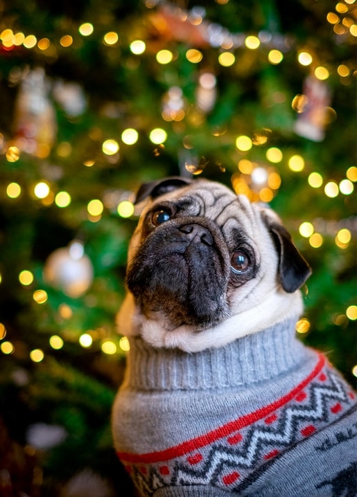 Pug wearing a grey Christmas sweater in front of a lit tree