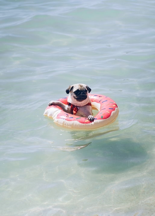 Pug wearing a red bow tie floating in a pink donut pool float on the sea