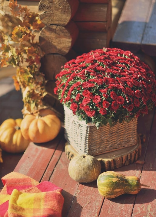 Kleine Kürbisse und ein Korb roter Chrysanthemen auf einer Blockhaus-Veranda