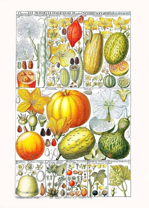 Antique botanical plate showing pumpkins, squash, and gourds labeled in Latin and German