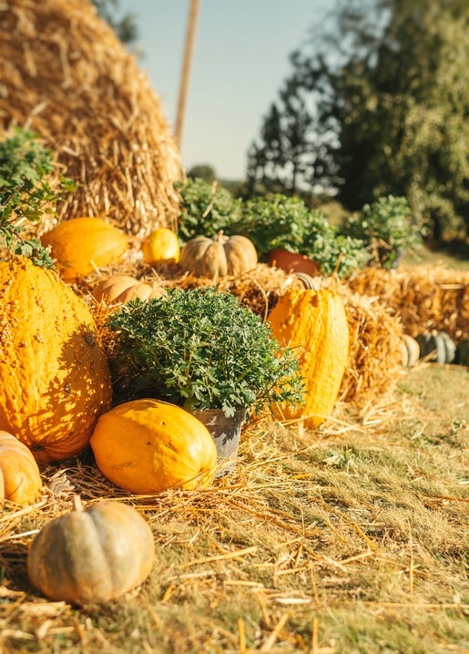 Kürbisse und Zucchini auf Heuballen auf einem sonnigen Herbsthof