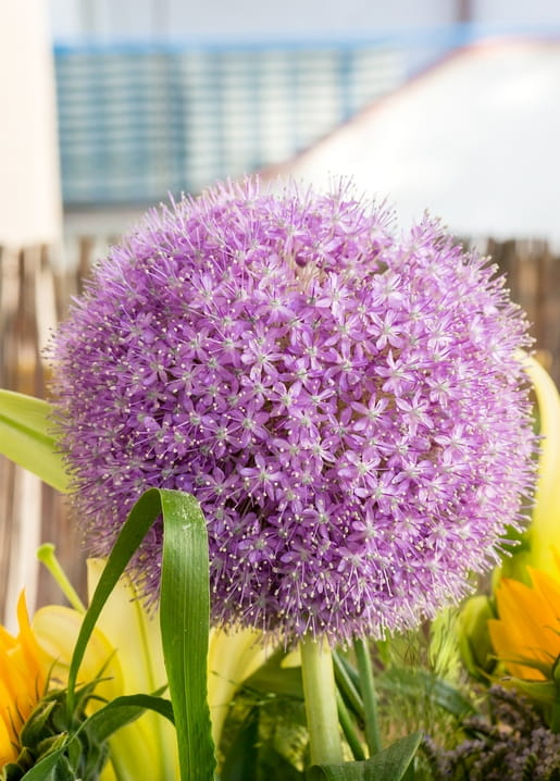 Close-up of a purple globe allium flower in bloom framed by golden sunflower petals and green leaves