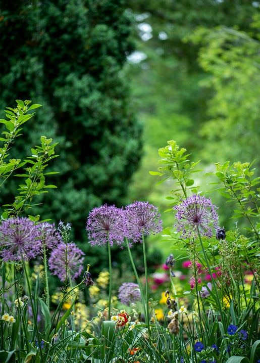 Purple allium flowers blooming in a green garden border