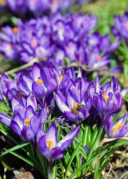 Close-up of purple crocus flowers with a bee gathering pollen in spring