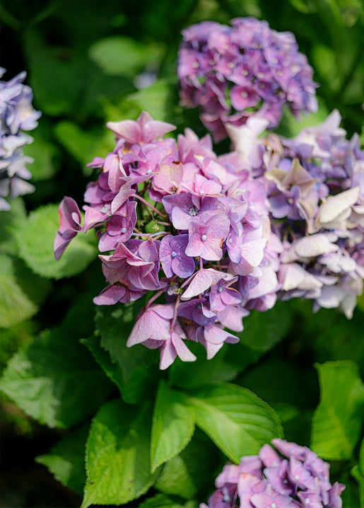 Close-up of purple, pink, and white hydrangea blossoms among green leaves