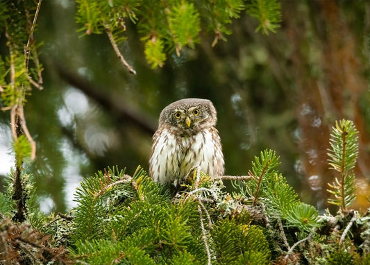 Kleiner Sperlingskauz mit runden Augen auf einem moosbewachsenen Fichtenzweig im Wald