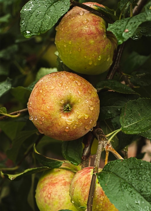 Regennasse rote Äpfel zwischen grünen Blättern an einem Baumzweig