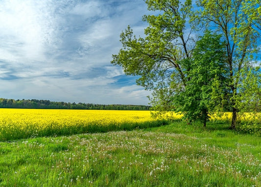 Жовте поле ріпаку біля галявини з кульбабами та самотнім деревом під весняним небом