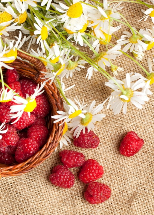 Wicker basket of raspberries beside white chamomile daisies on burlap fabric