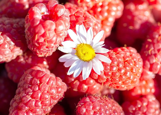 Nahaufnahme reifer Himbeeren um ein kleines weißes Gänseblümchen