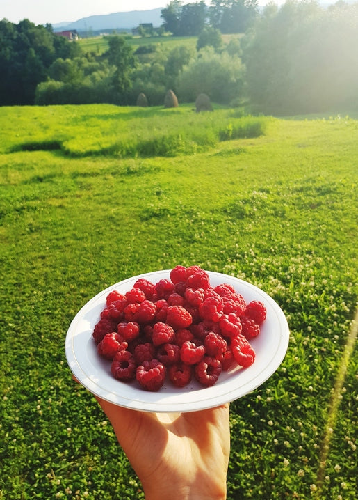 Hand holding a plate of fresh raspberries above a sunlit meadow with distant haystacks